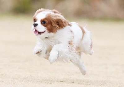 GM_goodboy's tweet photo. 멍! (신이나서 뛰어다녀 https://t.co/0Ubnuxn7qy