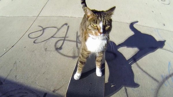 ScienceChannel's tweet image. Didga the cat can skateboard better than most humans! bit.ly/1no0UFX