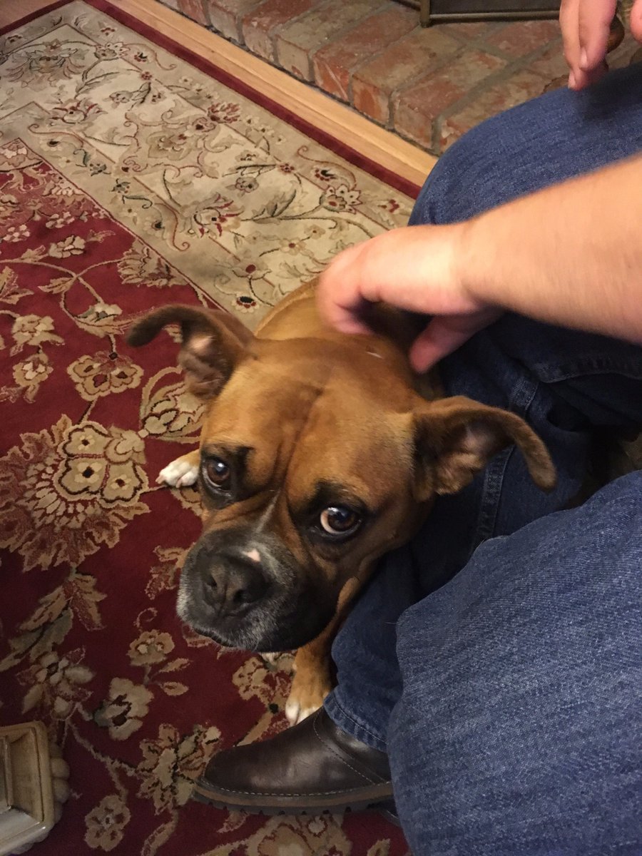 OctoProGames's tweet photo. Noya is looking camera shy at the @OctoProGames Game Jam 2016.  Pet her please :) #games #indiedev #gamedev #gamejam https://t.co/b5BwXeRzmD