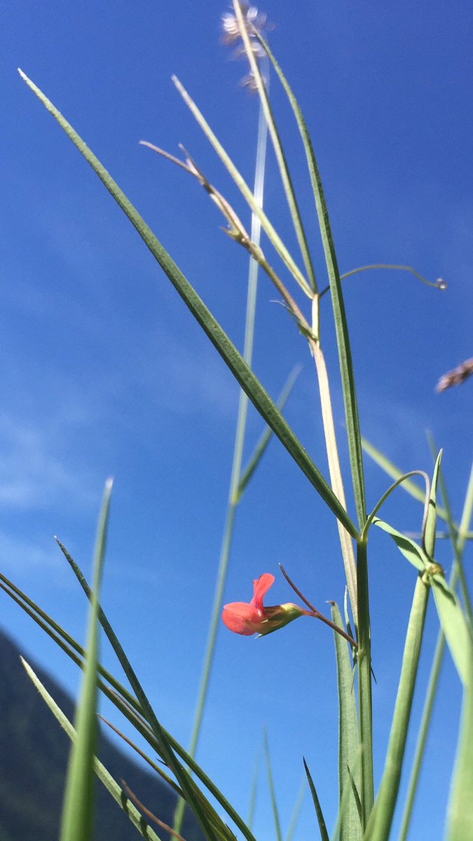 Feldbotanik's tweet photo. More #Valais:
#Lathyrus sphaericus
#Astragalus exscapus
#Hieracium tomentosum
#Nonea erecta
@SapygaFr
(fyi not wbs) https://t.co/hSWP6fhcIB