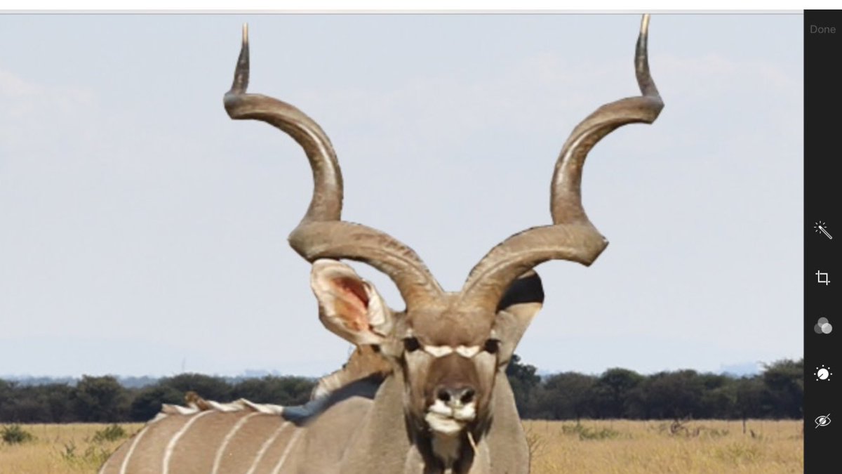 SouthHunting's tweet photo. Kudu bull photographed on a farm in Brits: SCI 146! https://t.co/ac8zL7fI9u