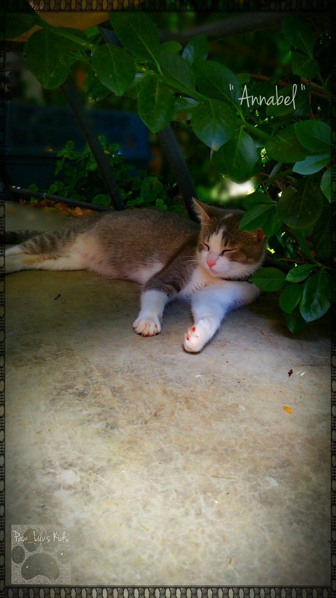 IT'S THE WEEKEND..
TIME FOR A LITTLE RELAXATION ! 😸
Happy #Caturday