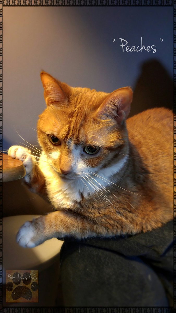 NO TEETH PULLING OR STOMATITUS
IS GOING TO KEEP ME FROM
POSING FOR THE CAMERA..BESIDES..
YOU'D MISS ME ! 😸📷
