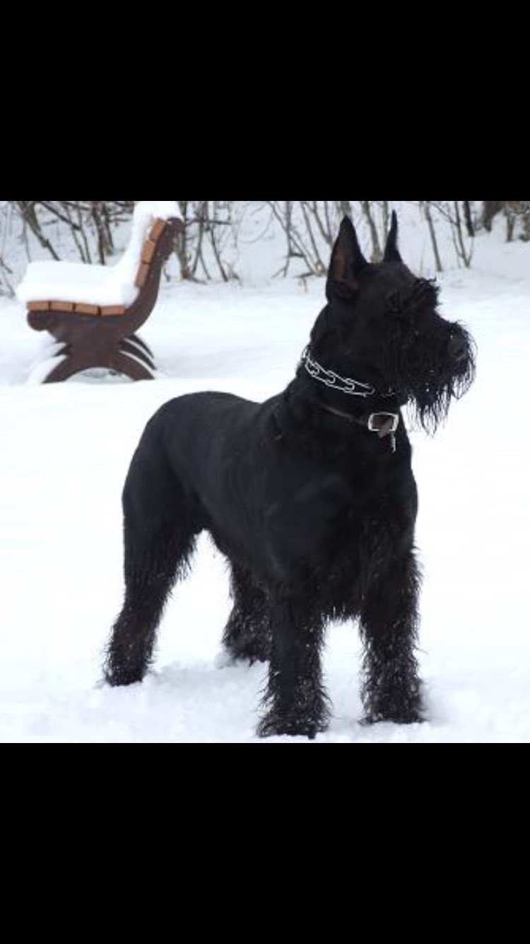 しま 今回紹介する犬は日本では 希少種で知らない人も多い犬です その犬種とは ジャイアントシュナウザー 簡単に言うと マルモのおきて っていうドラマに出てた犬の 大きいやつって覚えて下さい 実際出てたのは ミニチュアシュナウザーです T