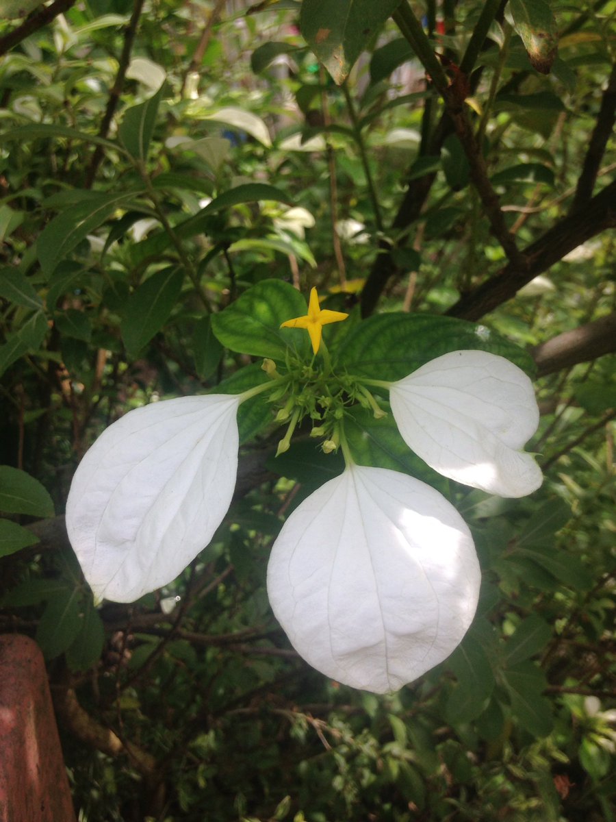 原キョウコ この白い葉と黄色い花が 本当に印象的 これは何という木なのだろう