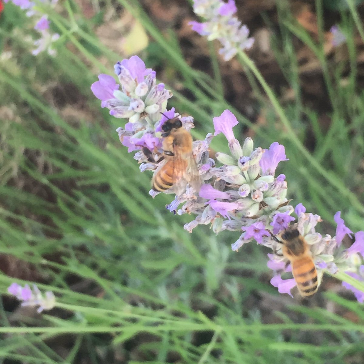 AndyDomek's tweet photo. I'm just happy 2 bee here... #pun #bugpun #bees #beepuns #floral #lavender https://t.co/nk84Wbq82R