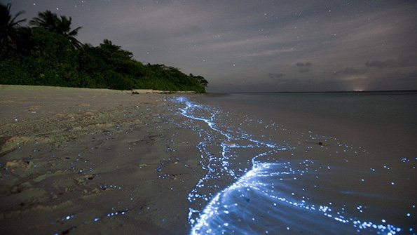 TheEconomist's tweet photo. Plankton in our oceans do as much work as all the continents forests, savannahs and farms https://t.co/9LytBrSjet https://t.co/kX6aq73G35