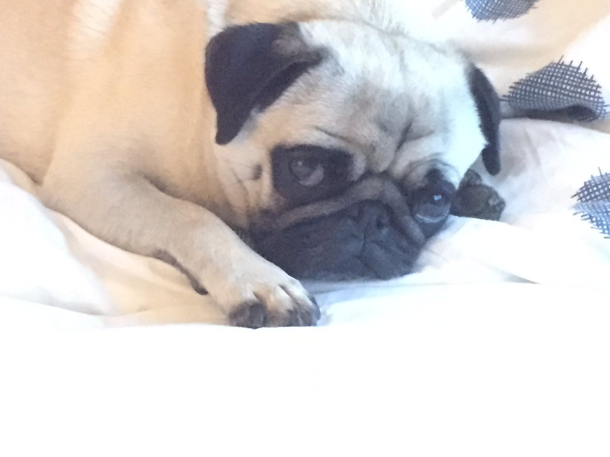 I ate too much!! 🐶🐾