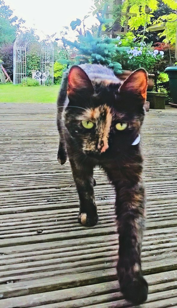 JoMini93's tweet photo. My beautiful girl 😍 #tortitude #tortie https://t.co/b0Q8Pnz3pk