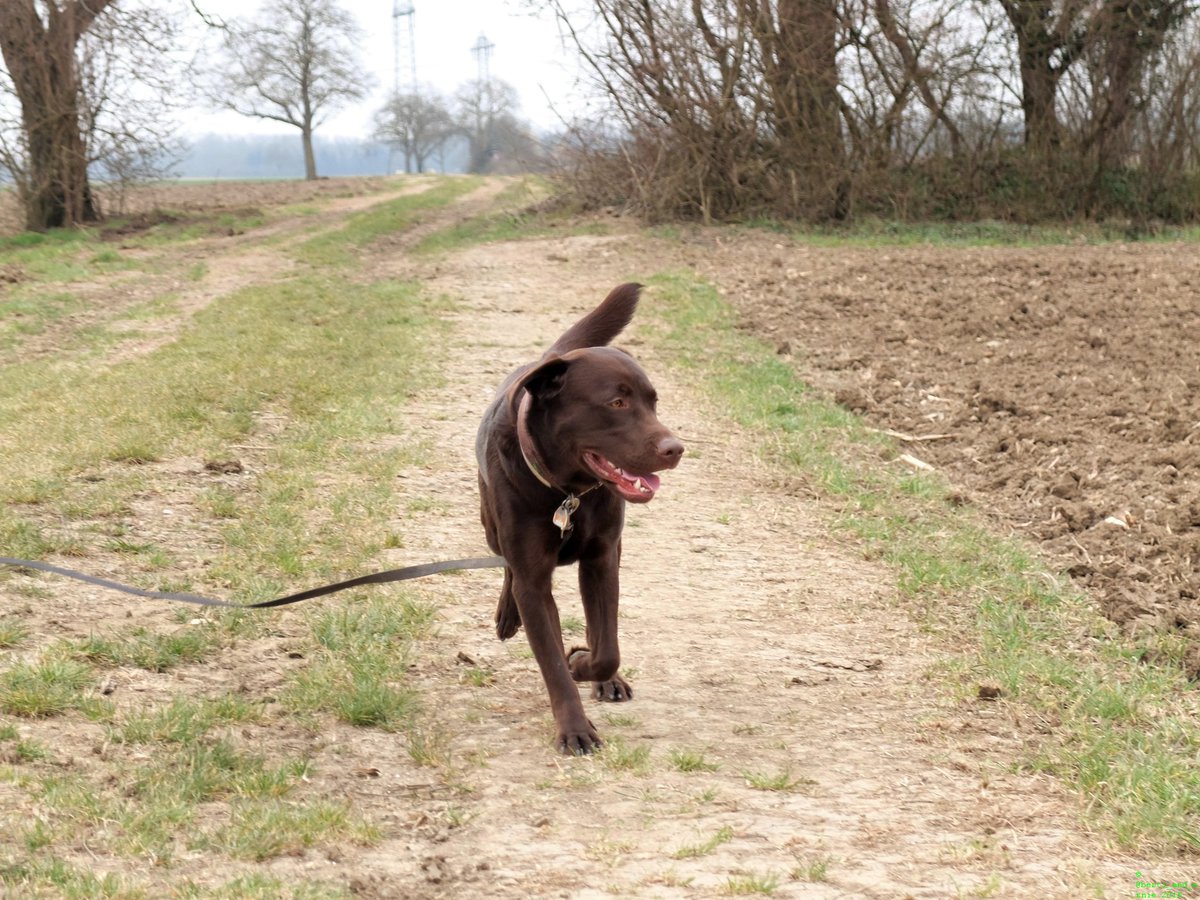 Berti_and_Ernie's tweet photo. A dog's #smile is a 100% healthy and free upper. So get your share. #dogsarejoy https://t.co/PispmnFLzA