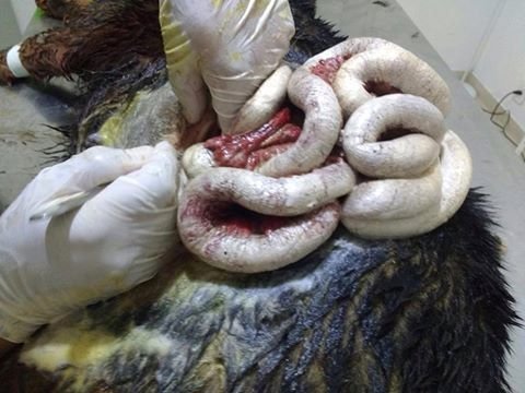 Send to gaol Laelmo Silva who tortured a #dog by cutting it to get out its viscera! change.org/en-GB/petition…