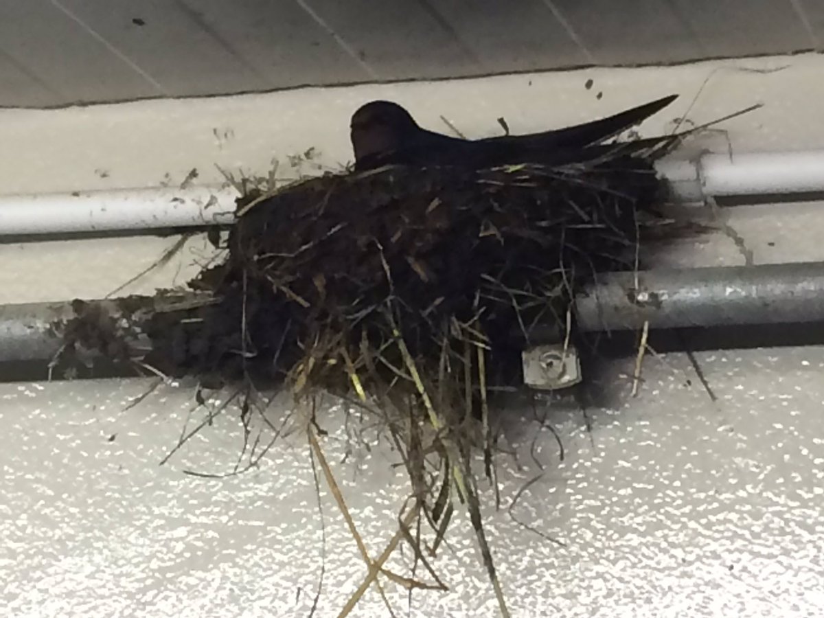 EKleissen's tweet image. Mijn nieuwe buurvrouw voor de zomer in een #starterswoning met zicht op #melkrobot. A-locatie. #Rossum