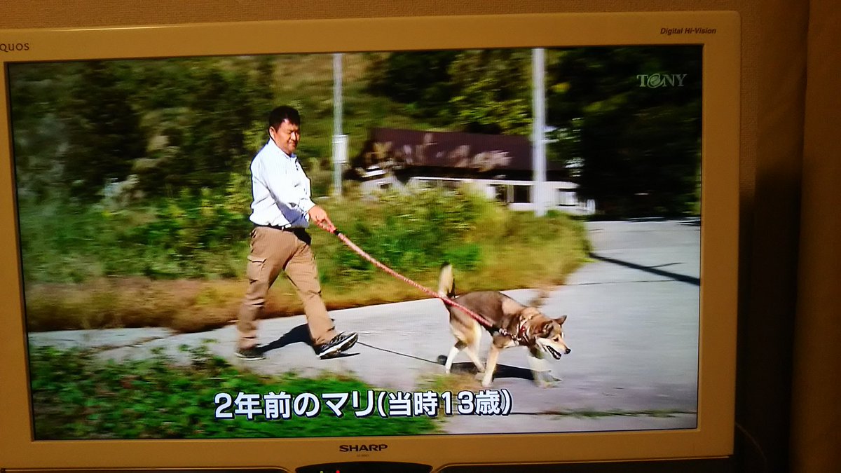 感動映画 マリと子犬の物語 他絵本にもなった山古志村の犬死ぬ 家族愛と復興 の象徴でした 2ページ目 Togetter 感動映画 マリと子犬の物語 他絵本にもなった山古志村の犬死ぬ 家族愛と復興 の象徴でした 2ページ目 Togetter