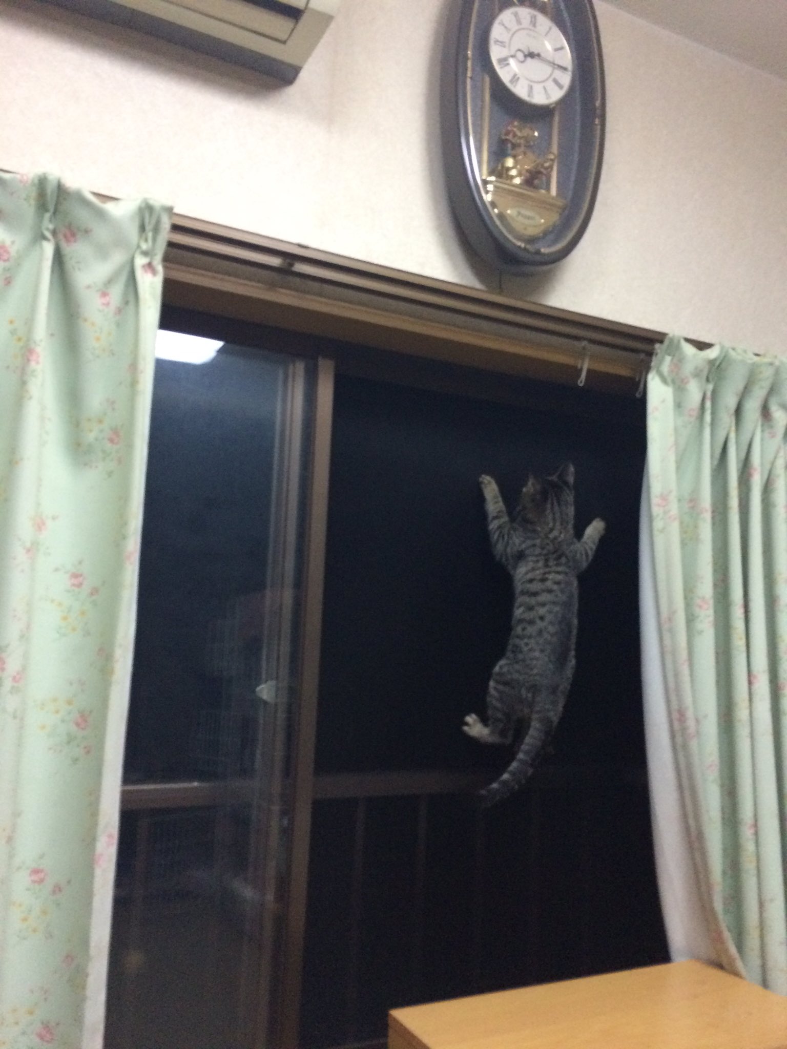しゃるる 家にでかいヤモリが T Co 80tvqvv0ah Twitter