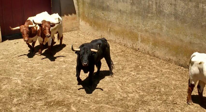 arribestaurinas's tweet photo. En estos momentos, "Dudasabio", de Valdefresno, está siendo embarcado dirección Alba de Tormes (SA). #Directo https://t.co/cRzb1vYTTC