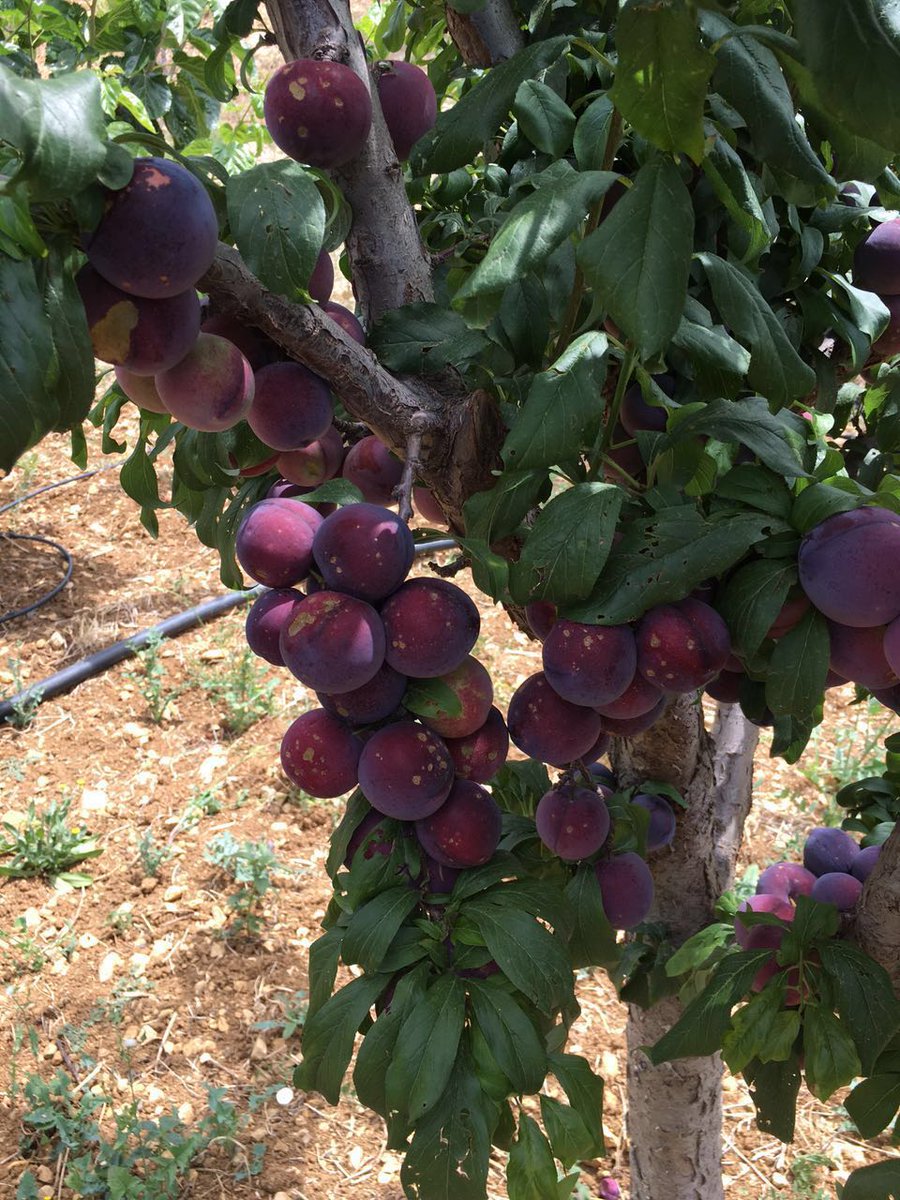 wiamwahhab's tweet photo. اليوم برفقة الطبيعه . الأرض هي الوحيده التي اذا اعطيتها تعطيك اكثر 🌲🌳🌾 https://t.co/l763NnBHDI