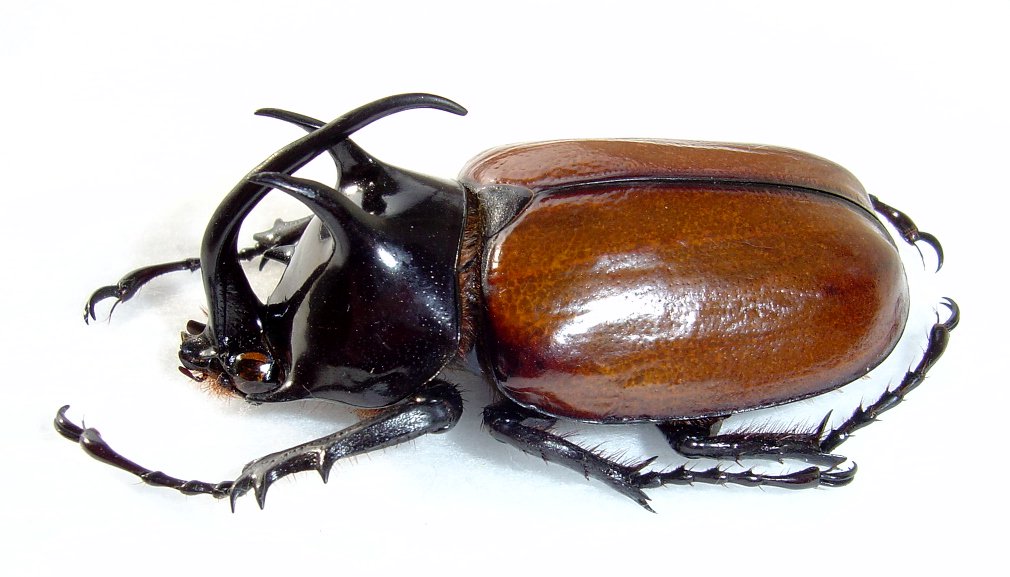 ミャンマーのスキットゴホンヅノカブト ＃カブトムシ ＃標本 ＃昆虫