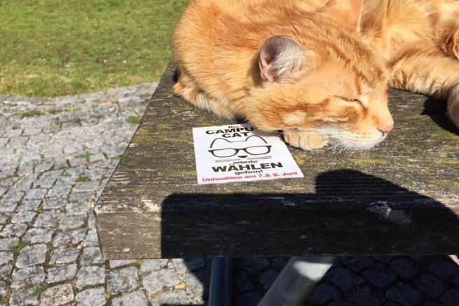 amoanimali1's tweet image. Il gatto dell'Università di Augsburg che aiuta gli studenti con le fusa ift.tt/1U6eEoh