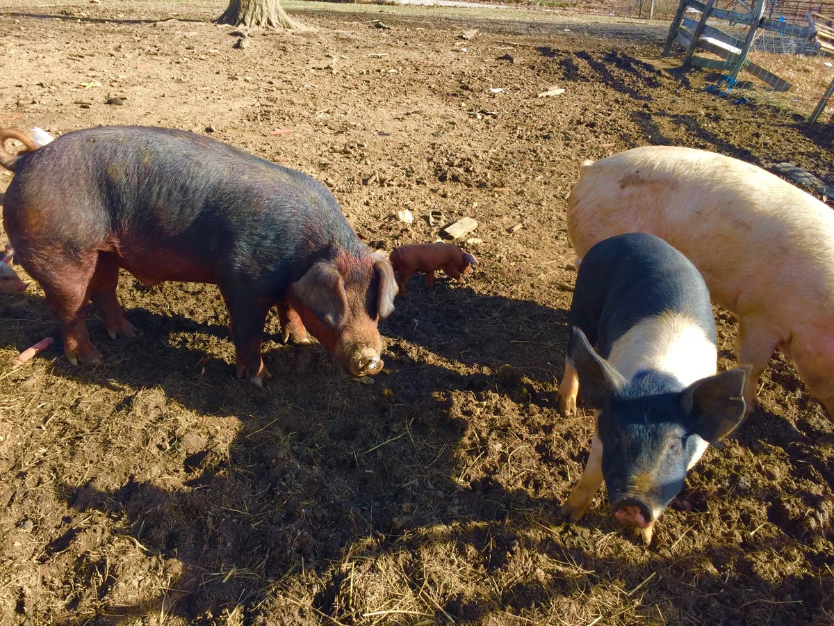 MozzaPi's tweet image. Perfect morning for a Farmers Market with organic farmers &amp;amp; artisans. Come see us at 12102 La Grange Rd in Anchorage