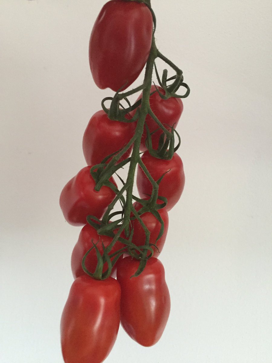 Wij komen dit druilerige weekend wel door dankzei <a href="/Kwekerij_Dukker/">Dukker Trostomaten</a> #trospruimtomaat #lekker #sanmazzomini #gezond
