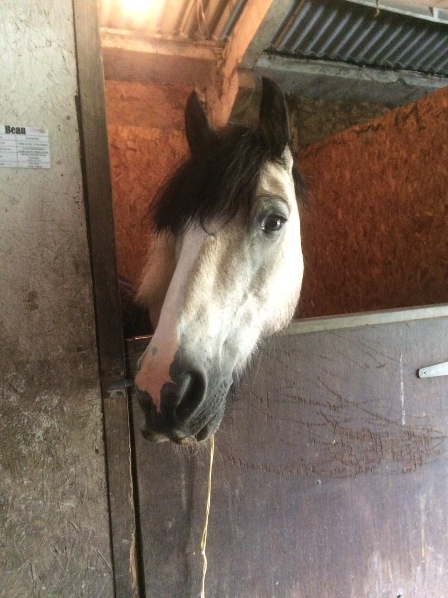 DaniCSales's tweet photo. All ready for #CaddingtonHorseShow tomorrow! https://t.co/3PFLxRNOv6