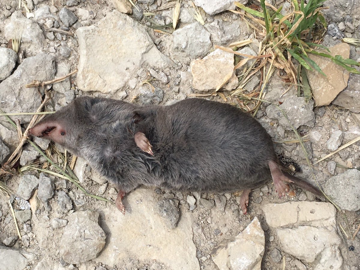 jeffgates's tweet photo. Thankful (most of the time) for neighborhood cats and dog. #DamnMoles #NoMoreMoles #PayingTheirWay https://t.co/BzmgdC9lxM