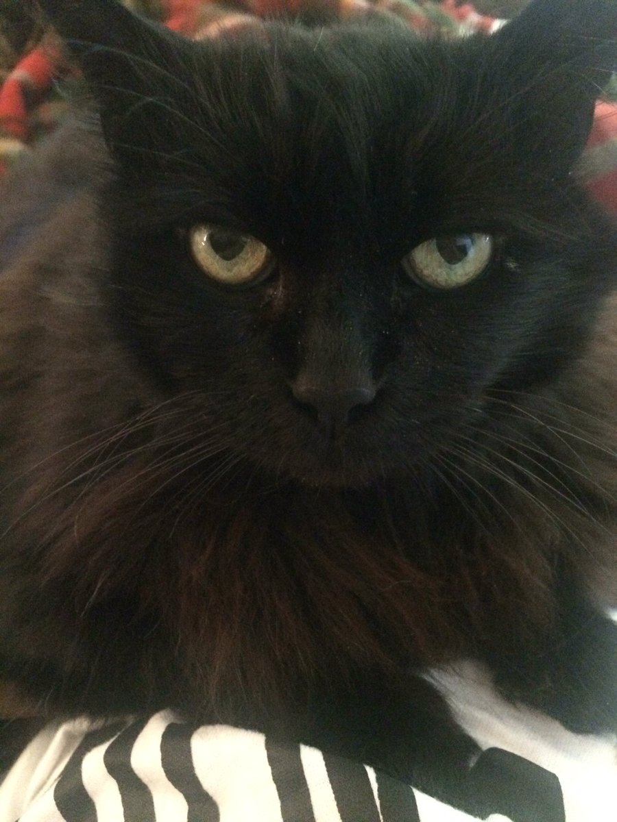 AlisonGrazzini's tweet photo. #caturday #petmehuman https://t.co/l8XatonowL