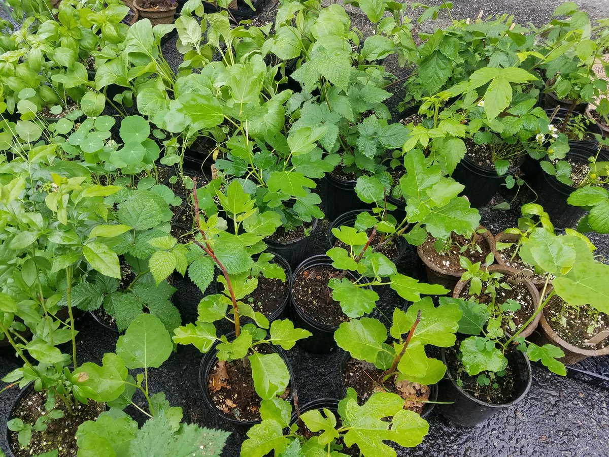 RhodeIslandRoot's tweet image. Fig trees, blackberry, and blueberry bushes are a small sampling of what we will have at @ProvidenceFlea  tomorrow