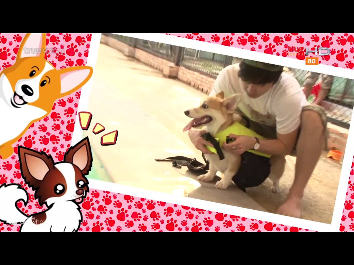 sirithip29's tweet photo. เตรียมพาอาเฟยว่ายน้ำ 🐶💦💦  #Verrginfincon #BrightWichawet #insideweekendspecial https://t.co/E23FccmVWn