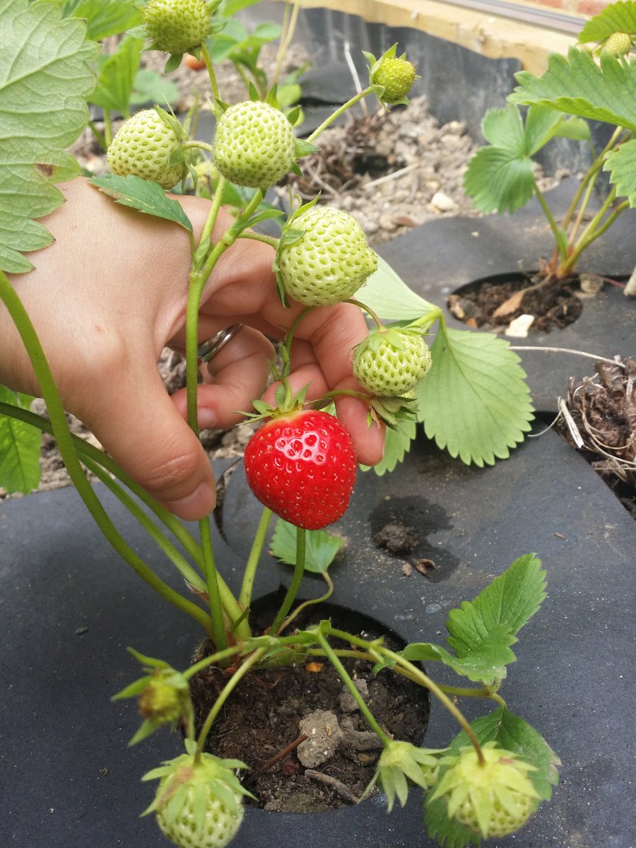 Yippee yay yo... first ripe strawb 'Elsanta' #growyourown Sweet!