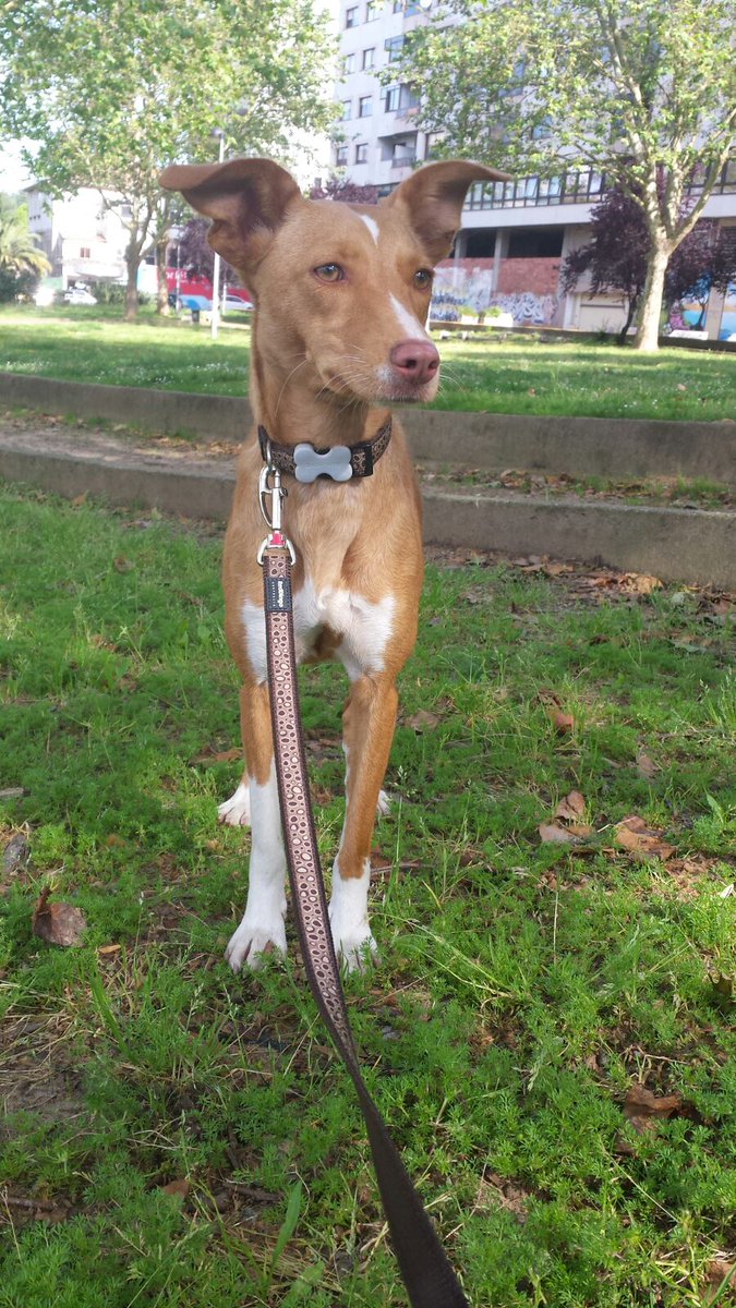 MsFromRock's tweet photo. Anís se ha perdido en la zona de Plaza de España, en Vigo. Si la habéis visto u os la encontráis, por.favor DM. https://t.co/5OfIKr1Ca5