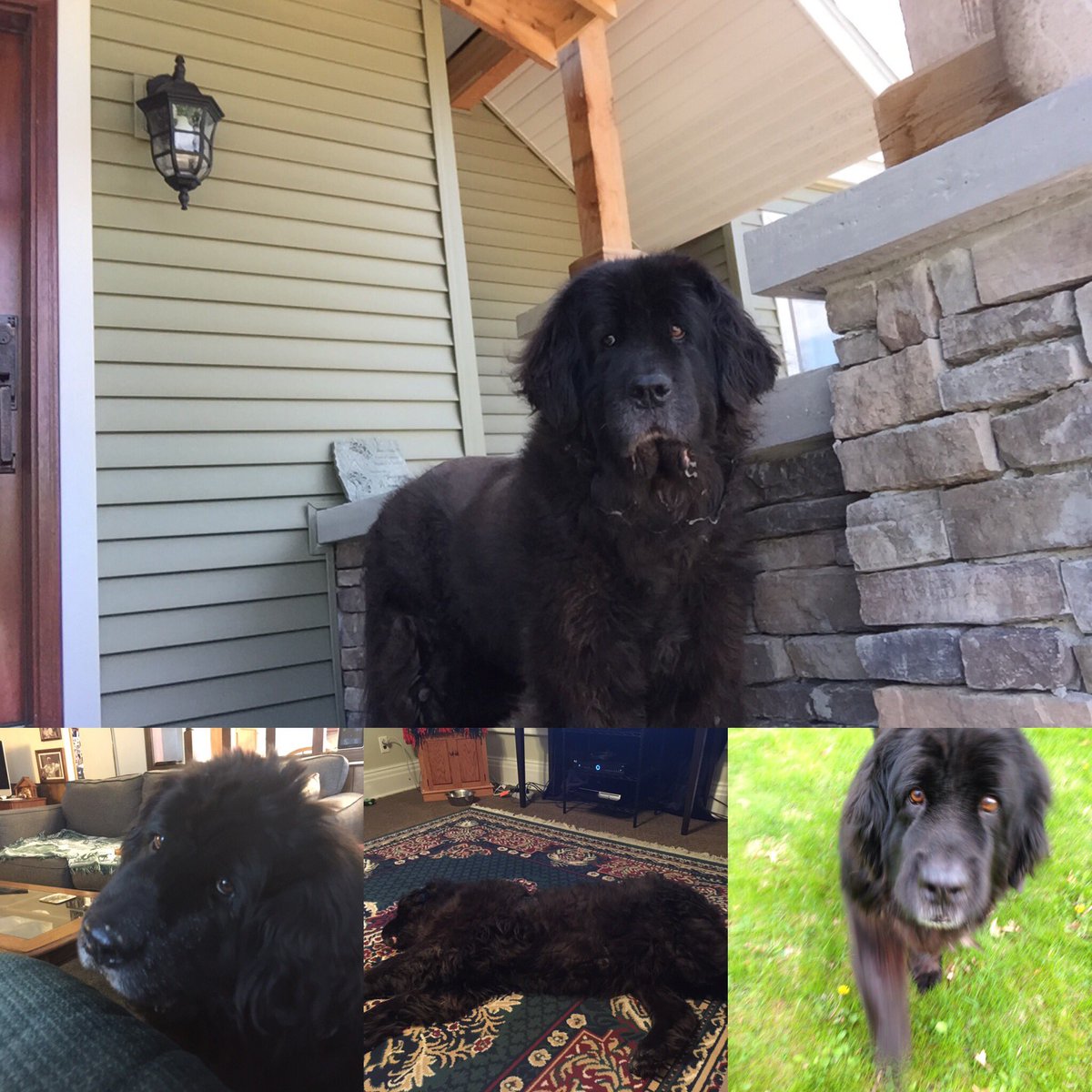 Joeinblack's tweet photo. My sweet angel turns 12 today. Bless her beautiful heart! https://t.co/GVBF2PVgzJ