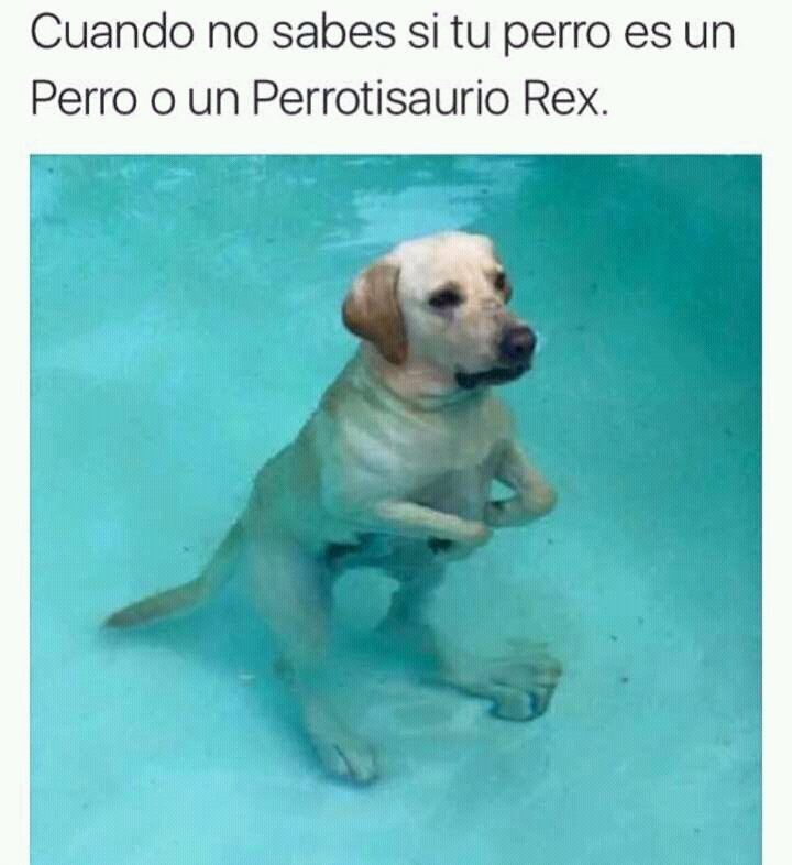 KatzenLiebe_'s tweet photo. 🐕 https://t.co/SLDeHlJkgg