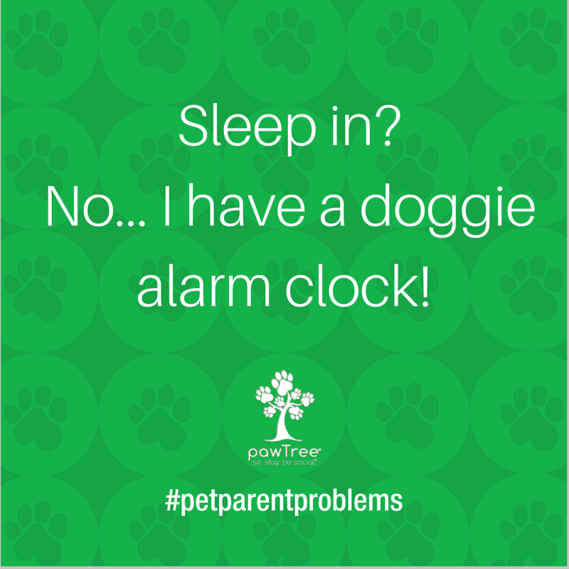 pawTree's tweet image. Rise and Shine! #PetAppreciationWeek #PetParentProblems #pawTree