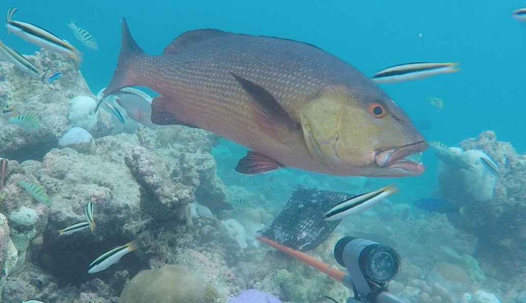 globalfinprint's tweet photo. Why not start #snapperSaturday with this Bohar snapper in the #Maldives? @MarkMeekan @aims_gov_au @VulcanInc https://t.co/ikLkWKizx2