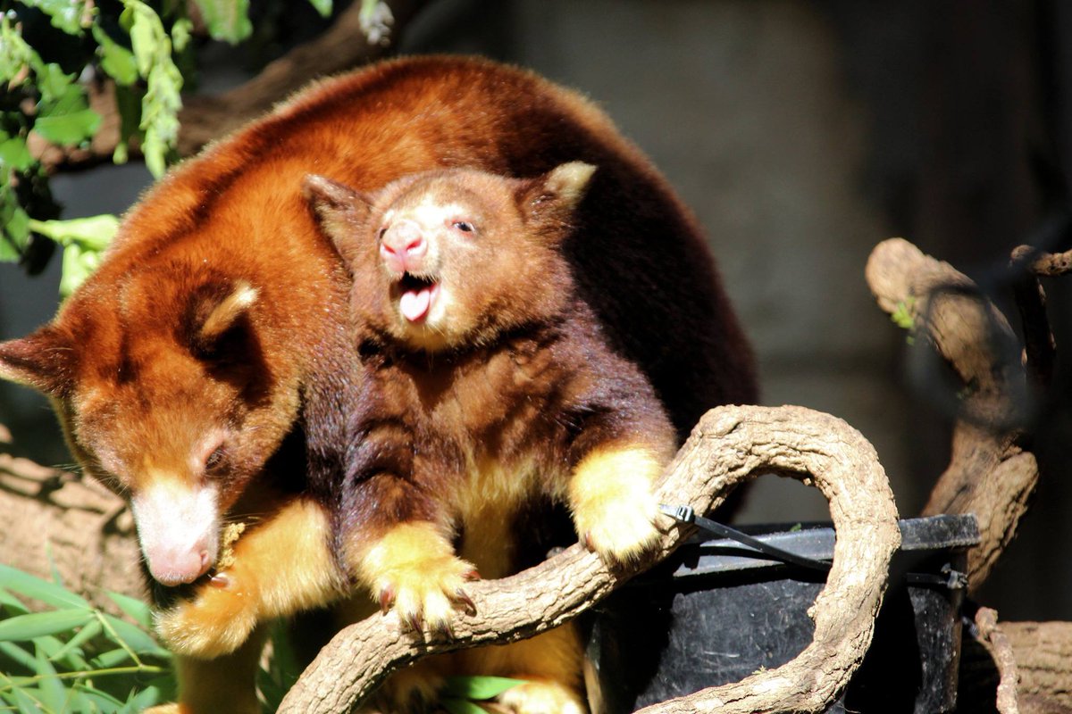 SanAntonioZoo's tweet photo. Bring your babies to meet ours! Make it a zoo family weekend. #lovemyzoo #zooweather #zooweekend https://t.co/nNx6vFZRSa