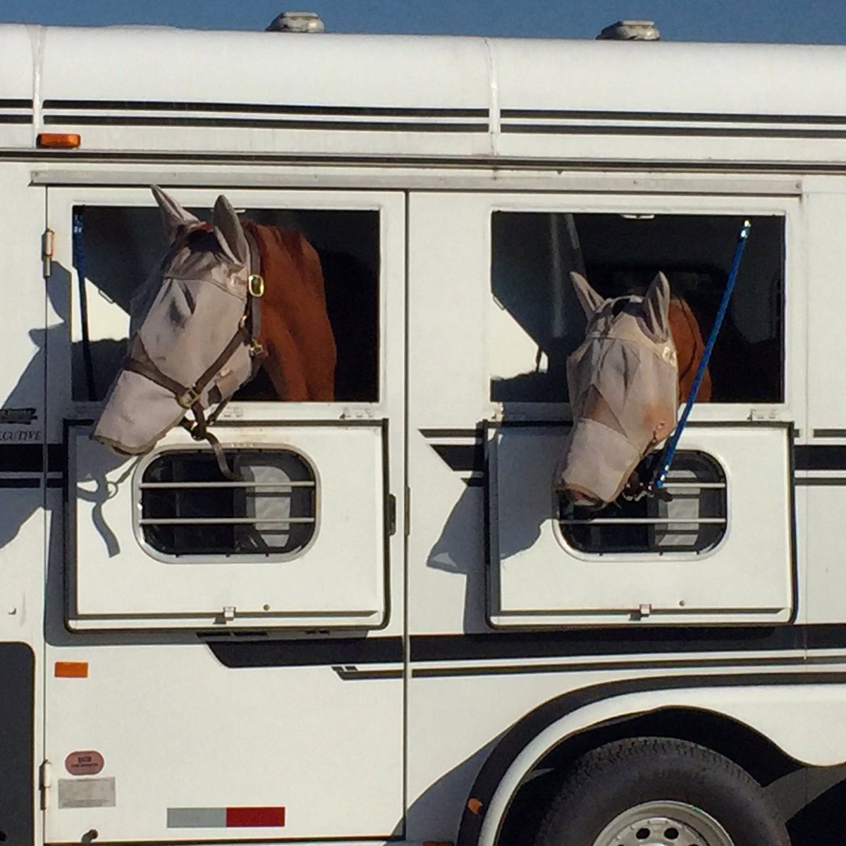 PalmettoEquine's tweet photo. Two happy alien patients on their way home! #horsedoc #flymasks #success https://t.co/bAuMjQrNuI