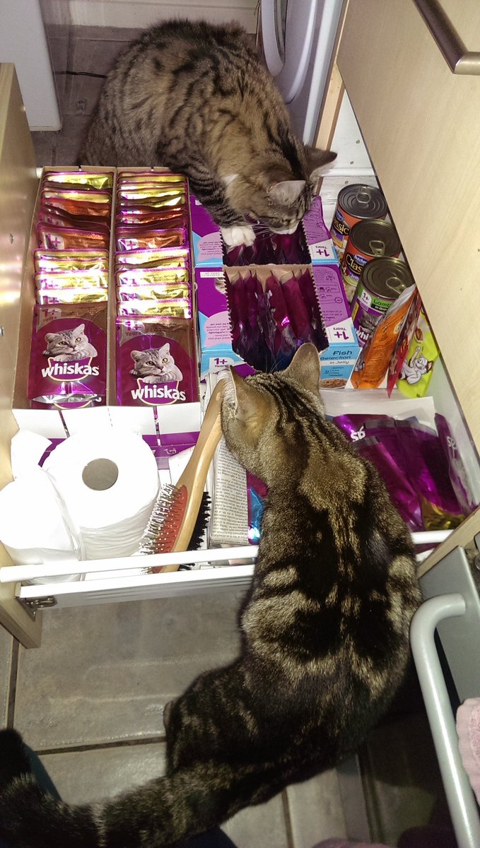growdreams's tweet photo. Paws off. All this belongs to us. Just saying.... 🐯🐱 #cats #kittens #dinnerisready https://t.co/ASpSJxO7wF