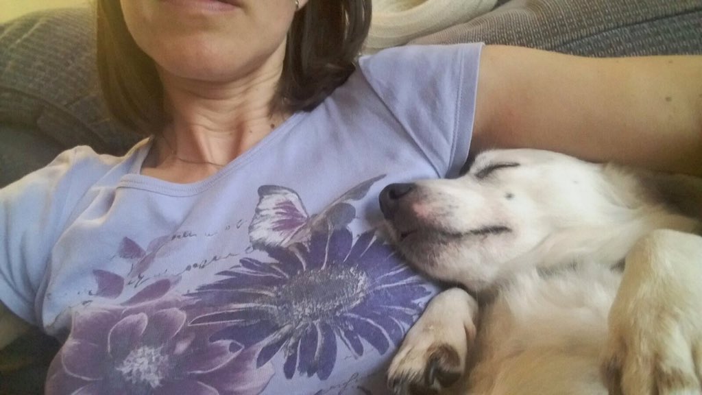 Woodyjackgray's tweet photo. Homan parents are away in Mexico, so I'm spending quality time with Auntie Jo #snoozing #naptime #dogsoftwitter https://t.co/PoNaNewEGe