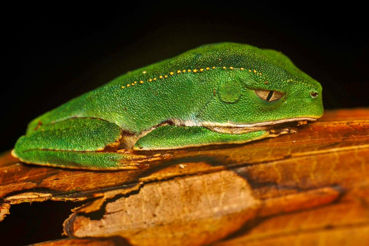 ThinkJungle's tweet photo. Tree Frog, Tahuayo Lodge | Frederik Tegner • #Adventure #Rainforest • Book Lodge https://t.co/kSUjUK2bUH https://t.co/sv9NJKyIGn