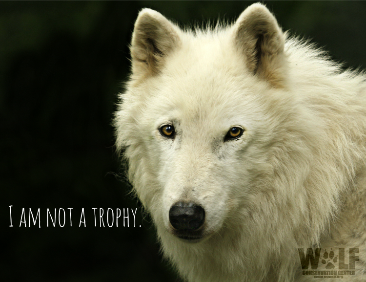 nywolforg's tweet photo. Did we bring back #wolves from the dead just to kill them anew?https://t.co/xoMWIguGRZ https://t.co/x2b2PATCSL