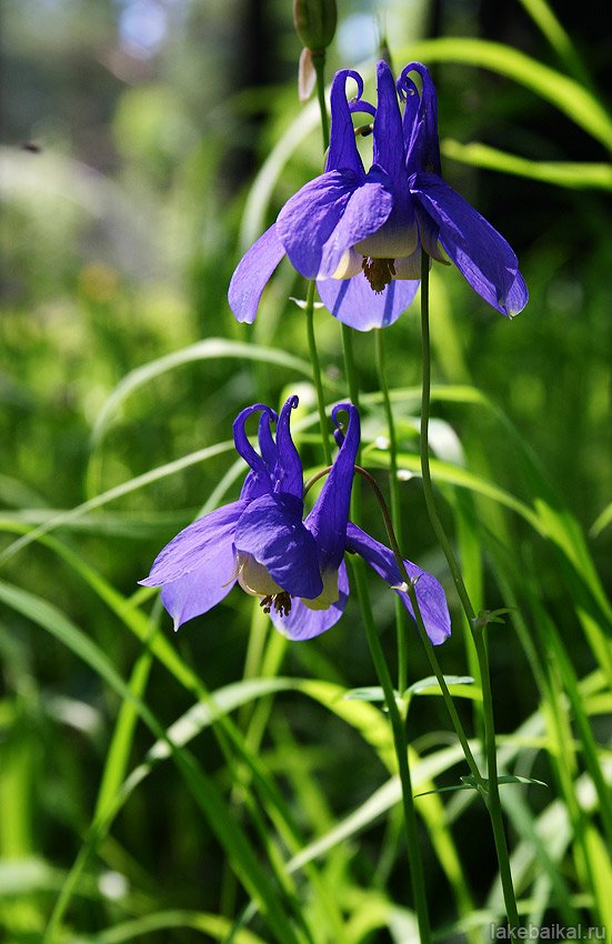 siberian_times's tweet photo. The deadly beauty - poisonous Aquilegia sibirica began to bloom in Siberian woods
pics by D. Kochetkov, LakeBaikal https://t.co/8dsQPqlw9O