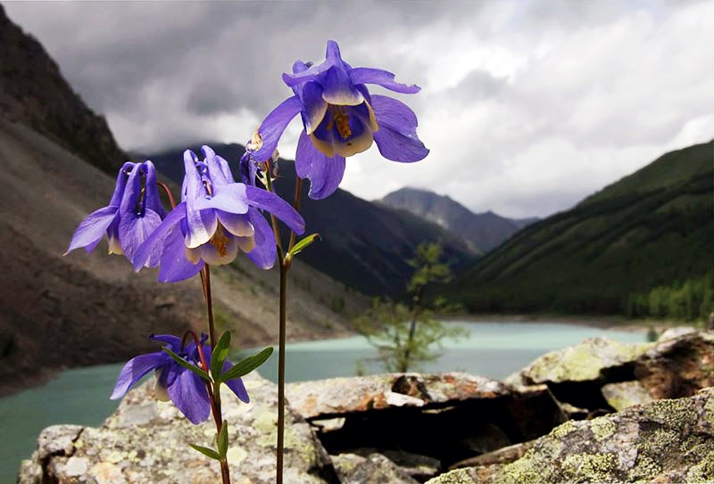 siberian_times's tweet photo. The deadly beauty - poisonous Aquilegia sibirica began to bloom in Siberian woods
pics by D. Kochetkov, LakeBaikal https://t.co/8dsQPqlw9O