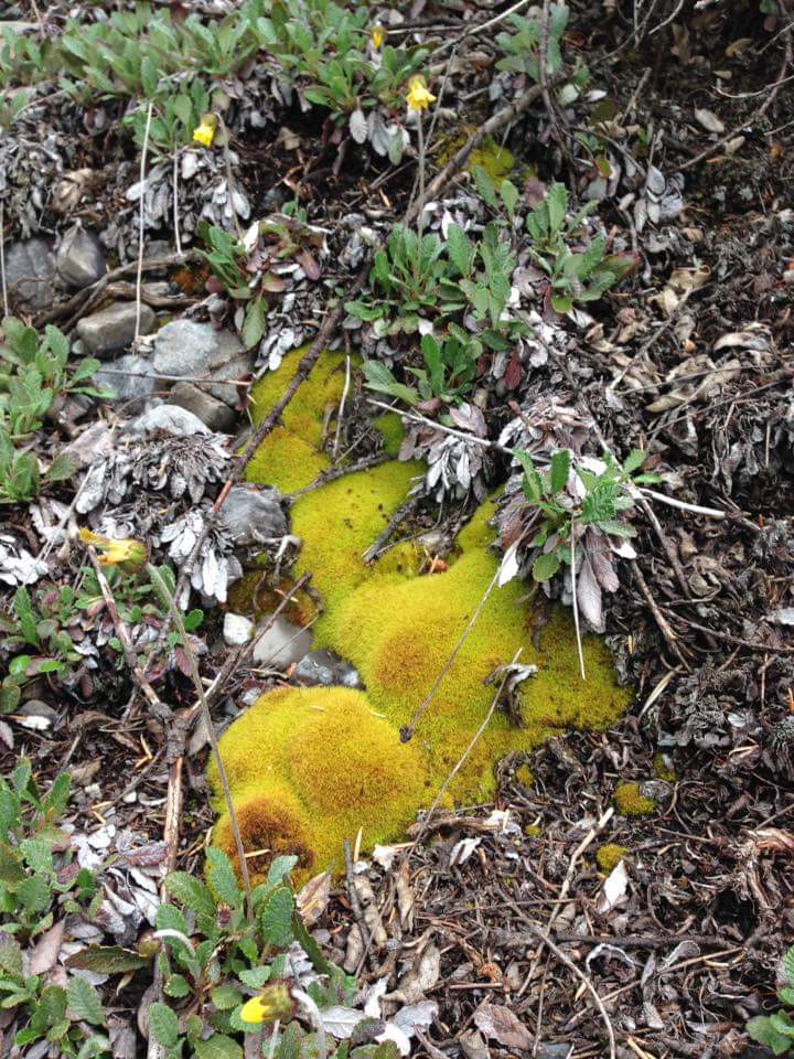 Ndle3's tweet photo. Lovely day for a hike in Alberta Parks' Bow Valley Wildland #abparks #discover #enjoy #protect https://t.co/SLixaPecBo