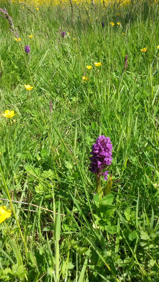 IrisBrick's tweet image. Orchids everywhere on the meadow @IrisBrick