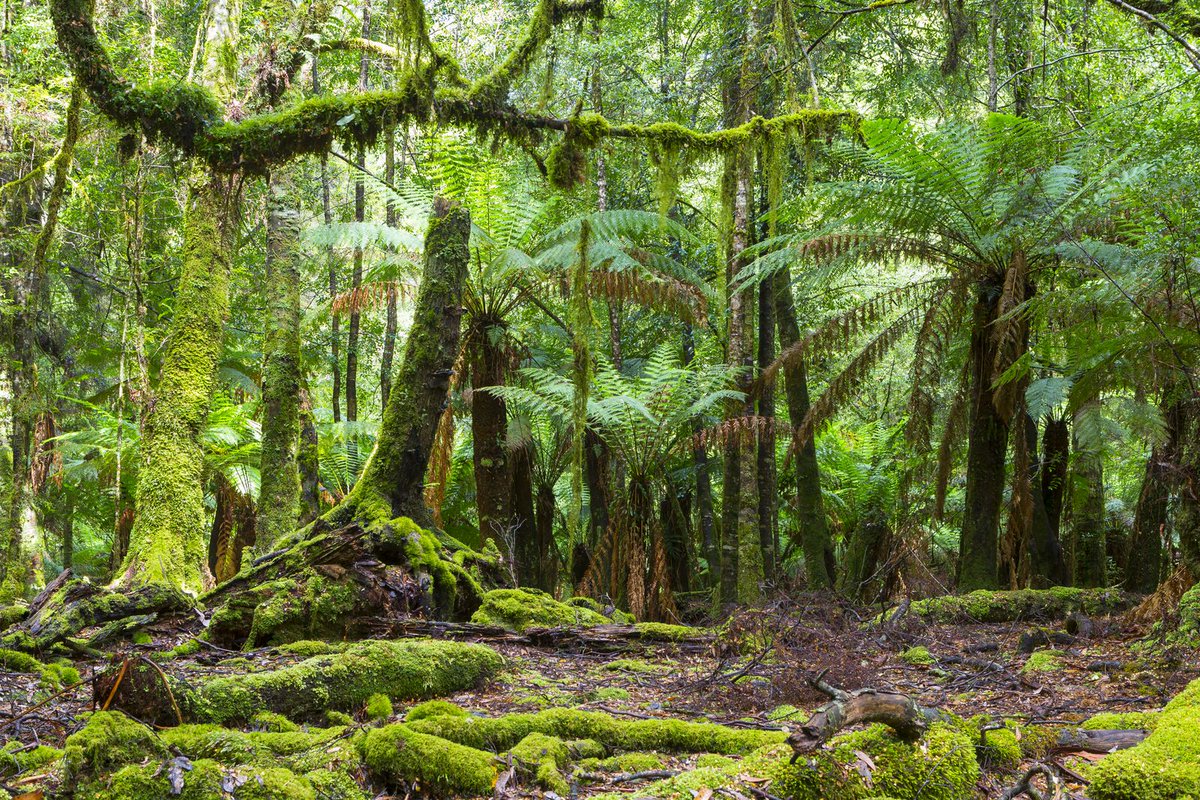 Зона влажных лесов австралии. Тасмания Австралия джунгли. Тасмания папоротники. Дождевой лес Австралии.
