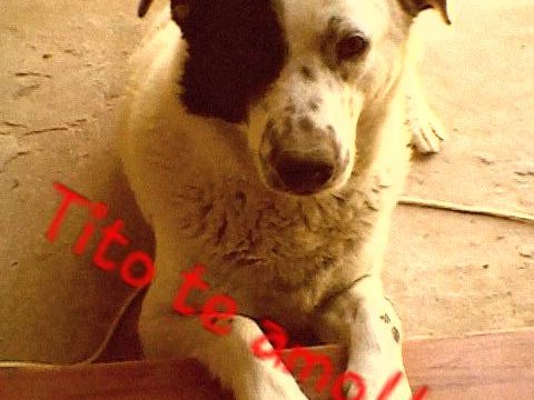 Mayypuly's tweet photo. X cuestiones de vida necesito que alguien me ayude a encontrar un hogar  xfavor es de URGRNCIA rt @silvinaescudero https://t.co/Tzc8b08nH1