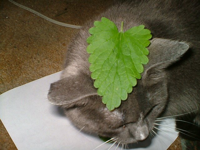 CrackForKitty's tweet image. #CrackForKitty #Catnip leafs are abnormally BIG this season. L@@K at nip leaf on Sparkles head!!