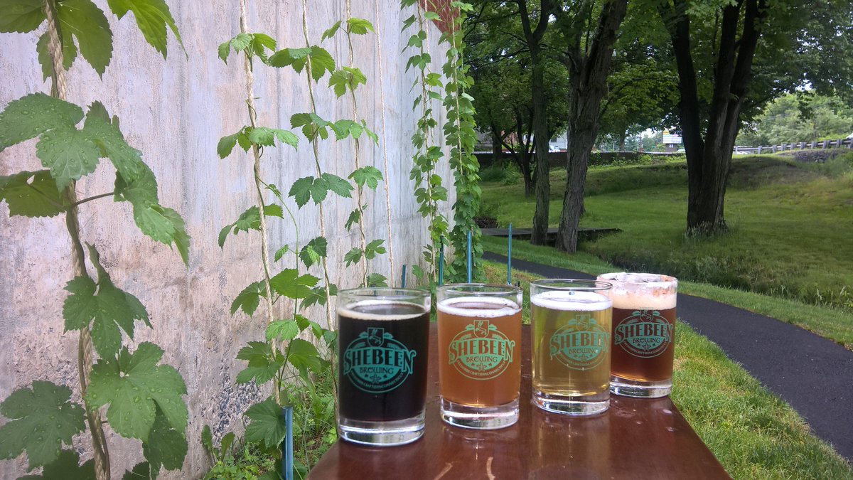 shebeenbrewing's tweet photo. #Homegrown #hops coming up nicely Things definitely pouring today #pilsner #javapig #IPA #pineapplewheat Open 12-9 https://t.co/GDYsXiMzq9