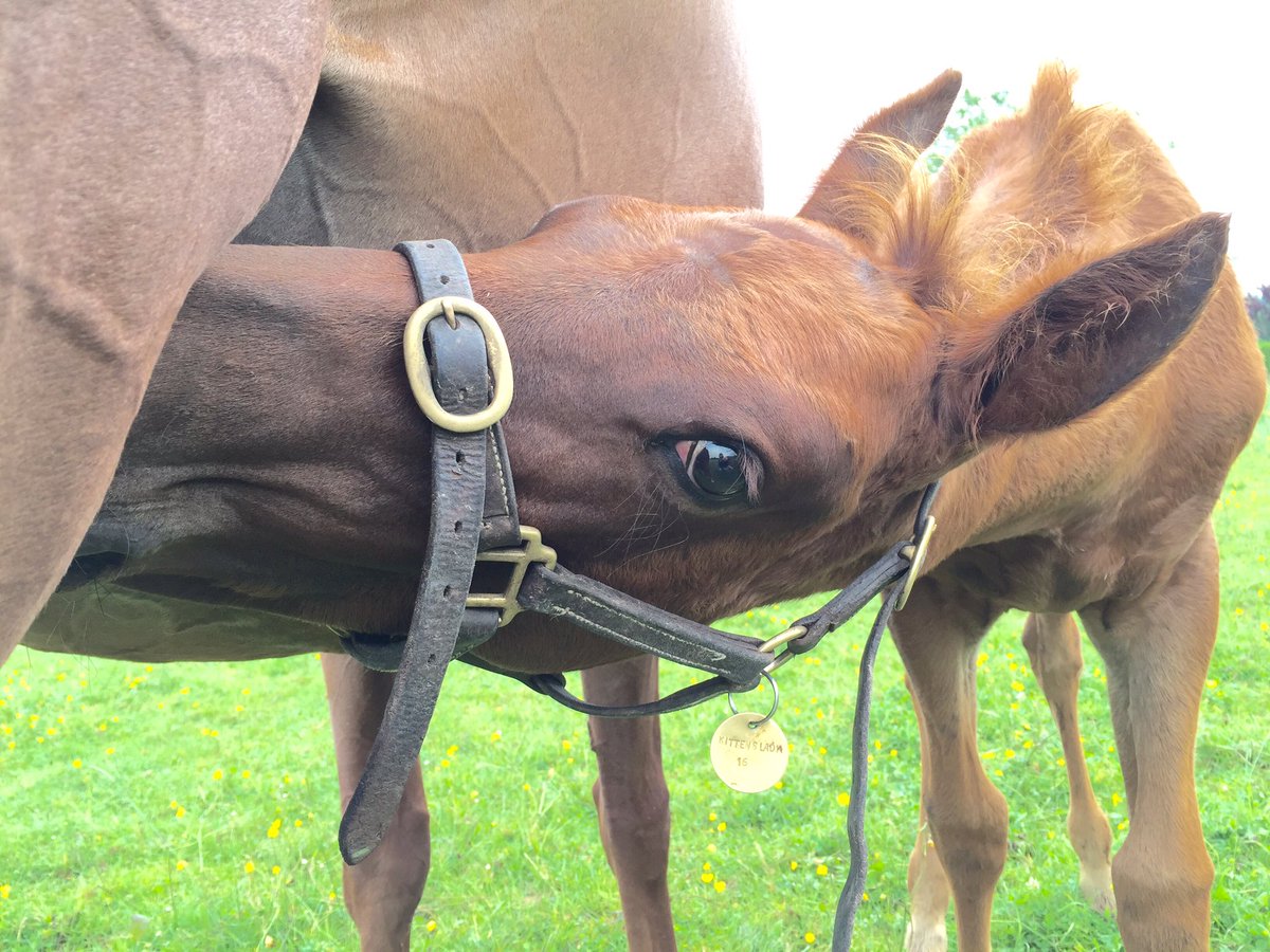 HarasLDC's tweet photo. Are u talking to me?! From nice @coolmorestud Mastercraftman'colt, out of @Ramsey_Farm Kitten's joy'mare.#expectbest https://t.co/ipXwtv7N6J